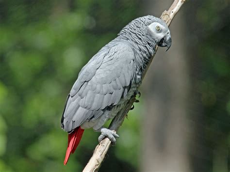 Grey Parrot The Life Of Animals