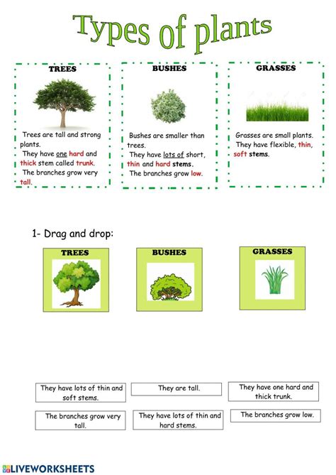 Plants Interactive Worksheet For Grade 2 You Can Do The Exercises