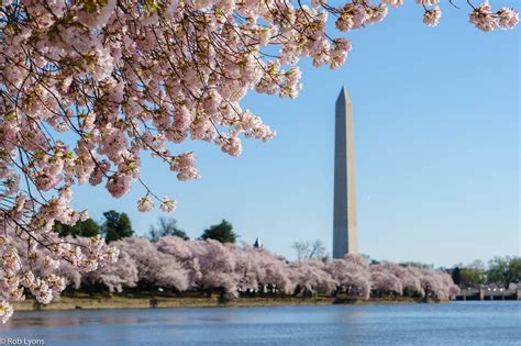 Cherry Blossoms And Washington Monument 2 Washington Monument