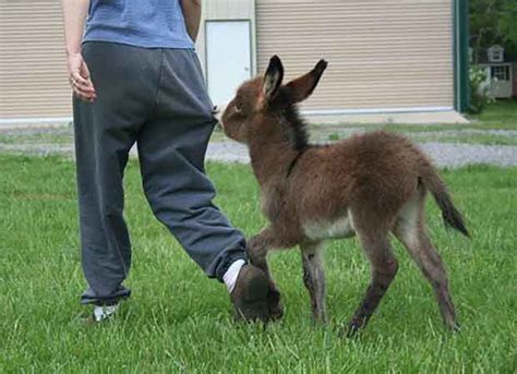 Funny Cute Baby Donkeys Great Inspire