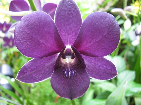 Purple Dendrobium Orchid Photograph By Alfred Ng Pixels