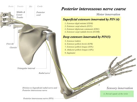 Posterior Interosseous Nerve Anatomy Medbullets Step 1