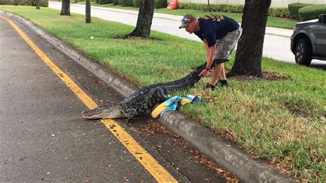 More Than 8000 Nuisance Gators Nabbed In Florida In 2016 Wpec