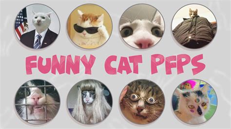 Funny Cat Pfp Funny Pfp With Cat For Tiktok Discord Instagram Etc