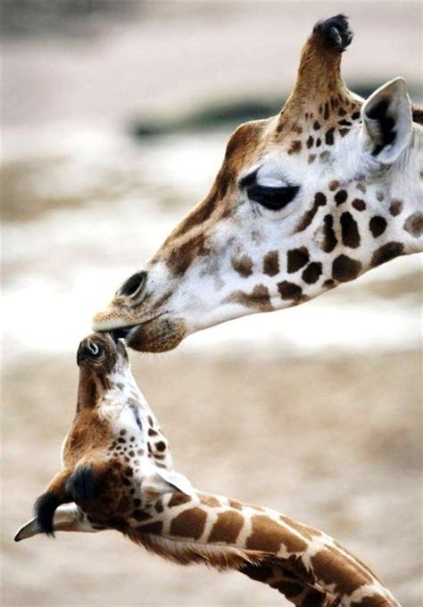 17 Photos Of Adorable Animals Kissing Animals Zone
