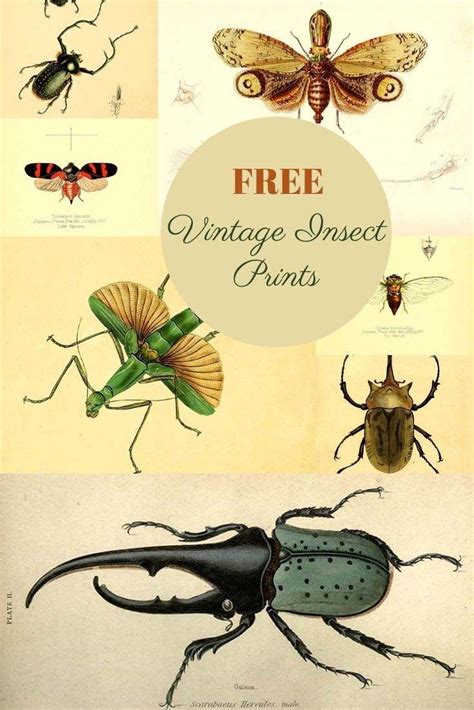 A Wonderful Collection Of Individual Vinatge Free Insect Prints To