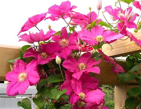 We did not find results for: Клематис 'Эрнест Маркхэм' / Clematis 'Ernest Markham ...