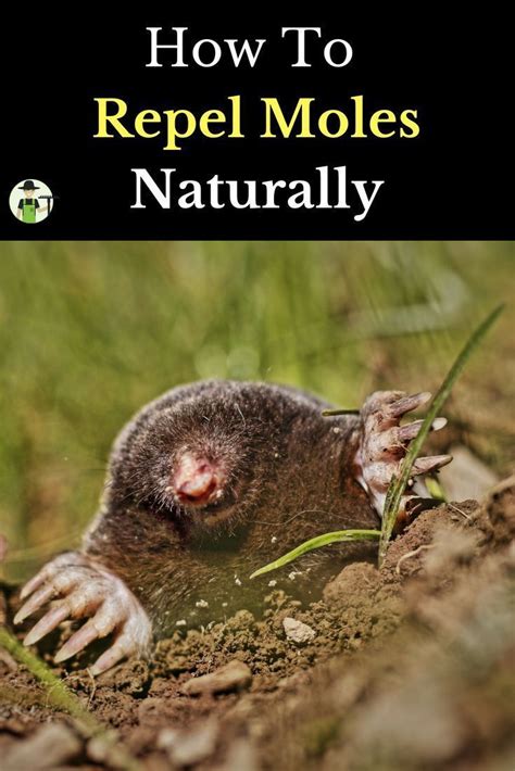 How To Get Rid Of Moles In Your Yard Moles In Yard Mole Repellent