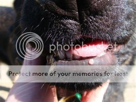 Wart Looking Growths In Mouth German Shepherd Dog Forums