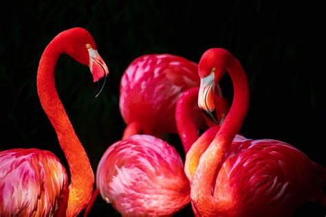 Red Flamingos · Free Stock Photo