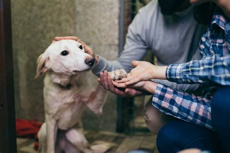 Come Fare Per Adottare Un Cane Cosa Dice La Legge E Iter Da Seguire