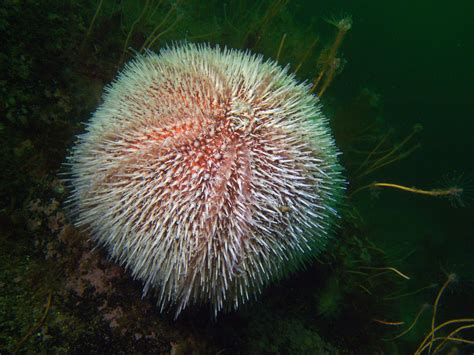 Edible Sea Urchin Species