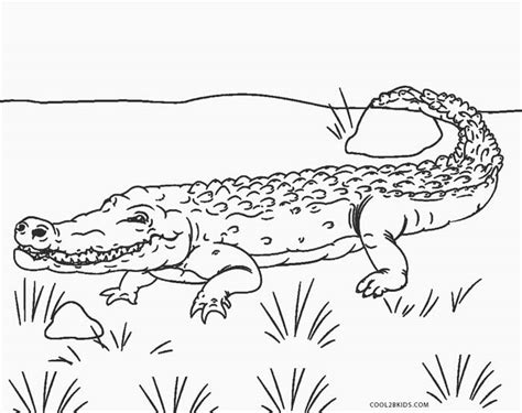 Free Printable Alligator Coloring Pages For Kids