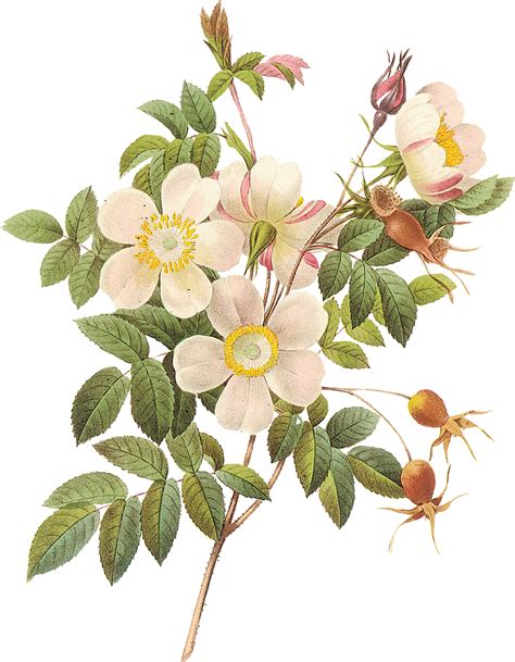 Download Flower Botanica Nature Royalty Free Stock Illustration