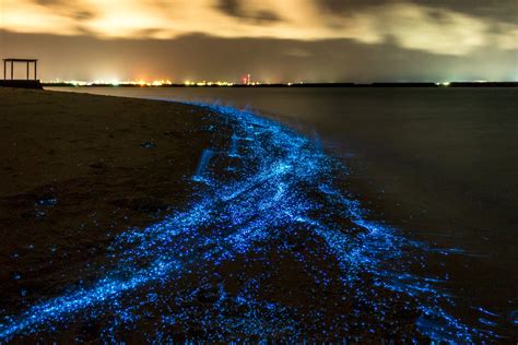 Explore 7 Must See Bioluminescent Beaches In The World In 2024