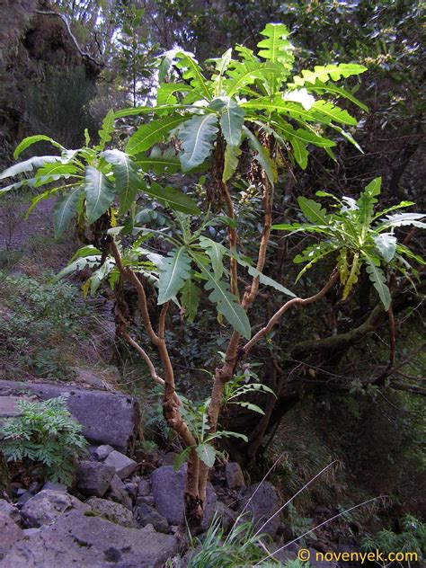 Image Collection Of Wild Vascular Plants Sonchus Fruticosus