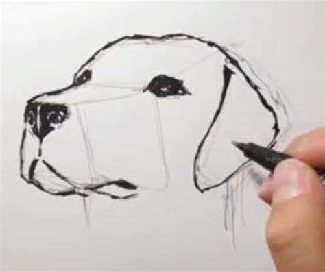 Aprende Cómo Dibujar Un Perro Anime Paso A Paso 7 Como dibujar un