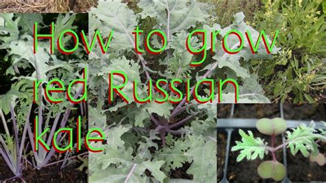 How is kale best cooked? How to grow red Russian kale - YouTube