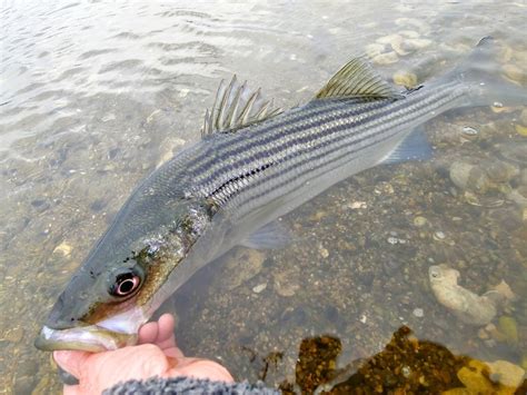 Rhode Island Striped Bass Photo Of The Day Striper Release
