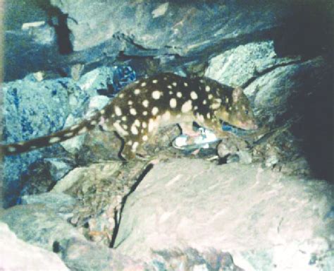 Early Camera Trap Image Of A Spotted Tailed Quoll