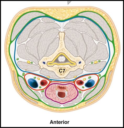 Fascial Layers Of The Neck Diagram Quizlet