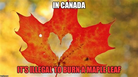 Image Tagged In Maple Leaf Heart Imgflip