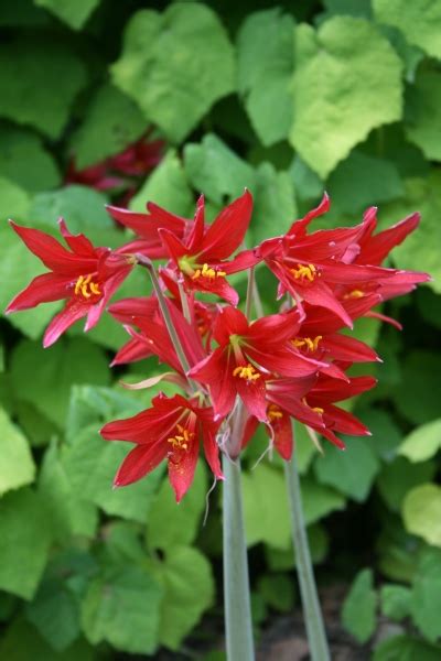 Many bulbs that bloom in the spring are planted in the fall. 3 More Beautiful Plant Pairings for Fall Blooming Bulbs ...