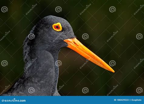 Black Oystercatcher Bird Feathers Bright Red Beak Stock Photography