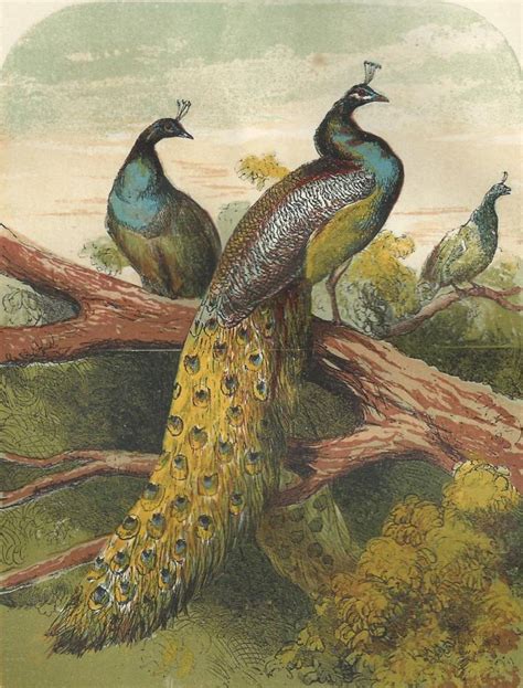 ‘the Peacock By Harrison Weir 18241906