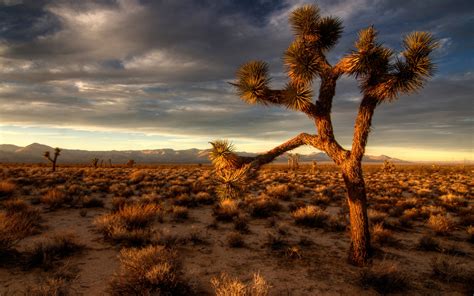 Desert Scene High Resolution Wallpaper Nature And Landscape
