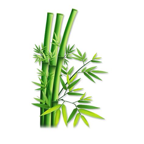 Bamboo Png Images Transparent Background Png Play