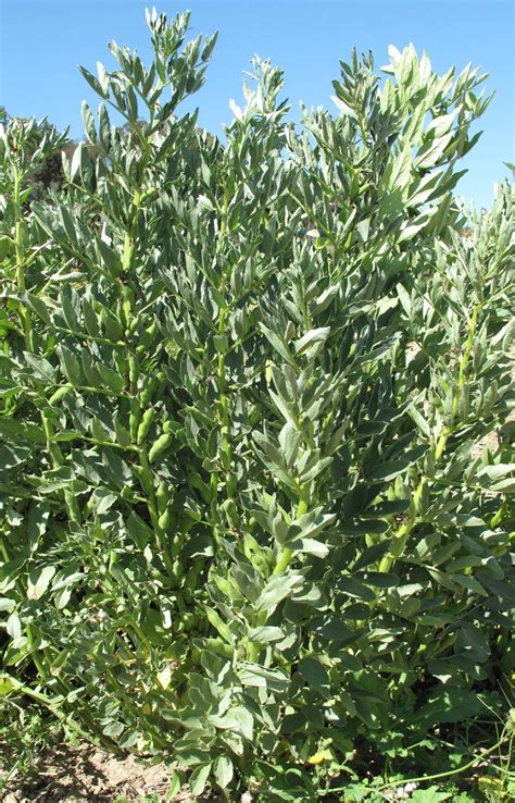 Fava Bean Harvest Los Angeles State Historic Park