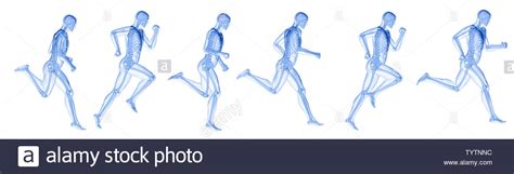 3d Rendered Illustration Of A Running Mans Skeleton Stock Photo Alamy