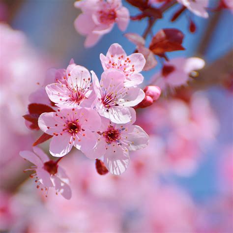 Pink All Beautiful Flowers 32 Sweet Flower Names For Your Baby