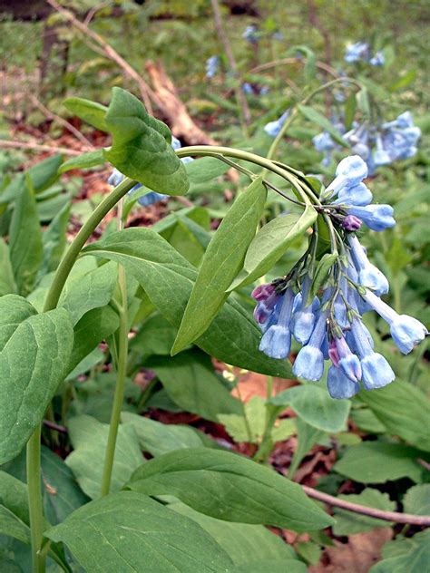Virginia Bluebells Mertensia Virginica Flora Pittsburghensis