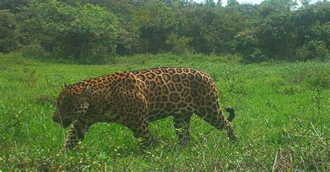 Jaguar Panthera Onca Pictorial Page 14 Carnivora