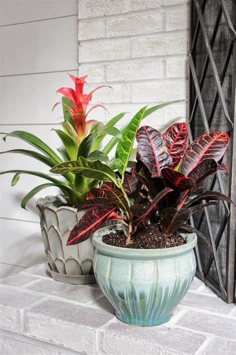 Best 25 Indoor Tropical Plants Ideas On Pinterest