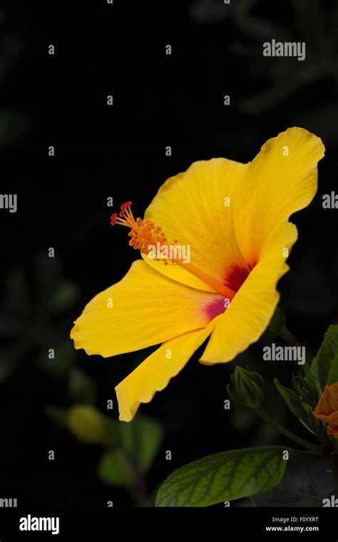 Yellow Hibiscus Red Center Hi Res Stock Photography And Images Alamy