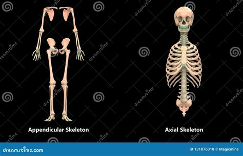 Human Body Skeleton System Appendicular And Axial Skeleton Anatomy