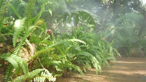 Field Of Ferns And Path Tropical Rainforest Garden 2157659 Stock Video
