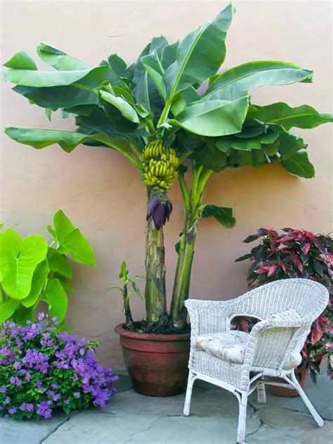 Growing Banana Plants In Pots Slick Garden