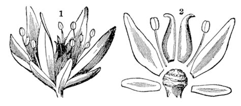 Parts Of A Flower Vintage Engraving Biological Flowering Ancient Vector