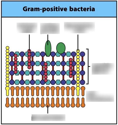 Gram Positive Bacteria Diagram Quizlet