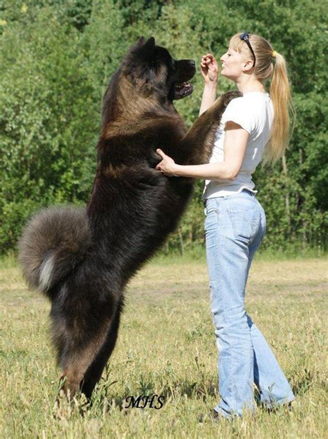 10 Of The Worlds Largest Dog Breeds Cani E Cuccioli Animali Cani