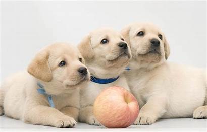 Labrador Puppies Retriever Three Wallpapers Apple Puppy