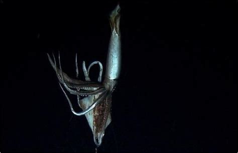 Rare Giant Squid Filmed In Habitat For The First Time Giant Squid