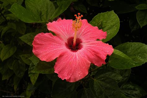 tlcharger fond d ecran hibiscus hibiscus fleurs fleur fonds d ecran gratuits pour votre