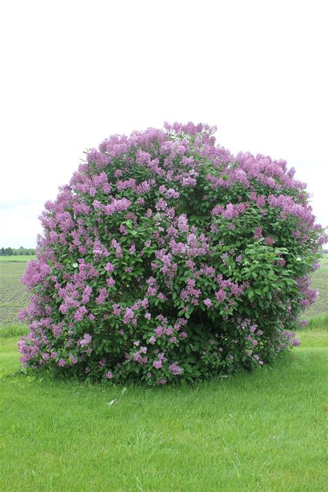 Lilac Bush In Bloom