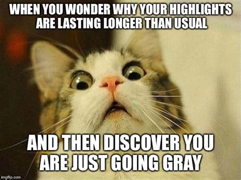 Scared Cat Meme Imgflip