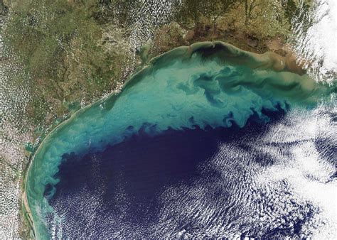 Researchers Predict Average Dead Zone For Gulf Of Mexico